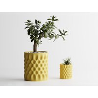 Selbstbewässernder Topf Für Fleischfressende Pflanzen Optimales Wachstum Unter Perfekten Bedingungen von IKEYAMAA