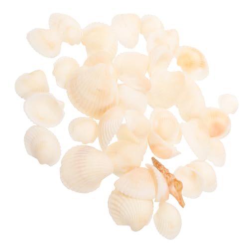 IMIKEYA 1 Schachtel DIY Natur Muschel Dekorationsset Weiße Muscheln für Kreative Bastelprojekte für Schmuck Aquarien und Heimdekoration Langlebig und Sicher für Aquarienbewohner IMIKEYA 1 Schachtel DIY Natur Muschel Dekorationsset Weiße Muscheln für Kreative Bastelprojekte für Schmuck Aquarien und Heimdekoration Langlebig und Sicher für Aquarienbewohner von IMIKEYA