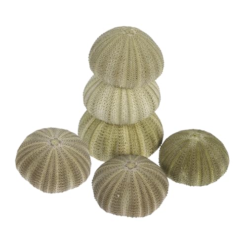 IMIKEYA 6 Stück Natürliche Seeigelmuscheln Muscheldekoration Küsteneleganz Selbstgemacht Bastelmaterialien Stranddeko für Zuhause IMIKEYA 6 Stück Natürliche Seeigelmuscheln Muscheldekoration Küsteneleganz Selbstgemacht Bastelmaterialien Stranddeko für Zuhause von IMIKEYA