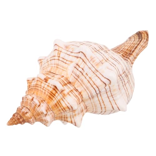 IMIKEYA Natürliche Meeresschnecke Muschel Buntes Meeresornament Langlebige Dekoration für Aquarium Vase Füller und Strandparty Küstenstil Tischdeko von IMIKEYA