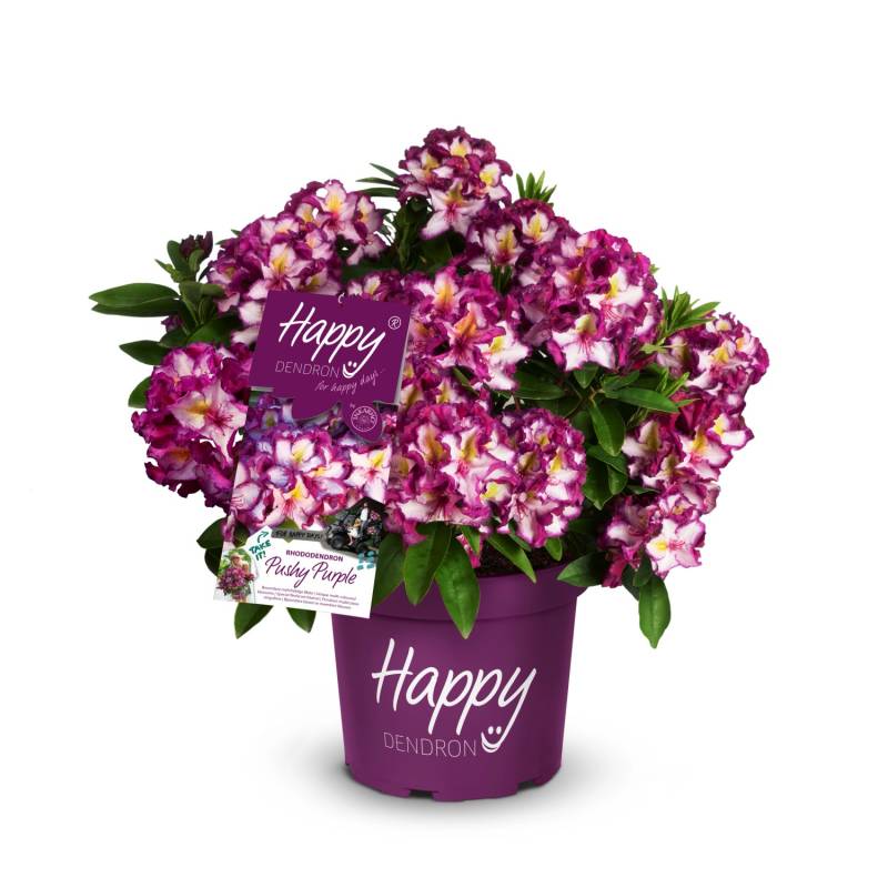Rhododendron Happydendron® Lila Höhe ca. 30-40 cm Topf ca. 5 l Rhododendron von INKARHO