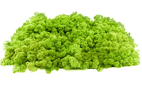 INMO Moos - Islandmoos echtes Natur Moos konserviert 200g Hellgrün. Dekomoos zum Basteln, Moosbild, Wand-Bilder, Wanddeko, Modellbau weitere Farben und Mengen zur Auswahl 40g - 500g 1 KG - 4 KG von INMO