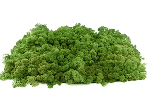 INMO Moos - Islandmoos echtes Natur Moos konserviert 4 KG Waldgrün. Dekomoos zum Basteln, Moosbild, Wand-Bilder, Wanddeko, Modellbau weitere Farben und Mengen zur Auswahl 40g - 500g 1 KG - 4 KG INMO Moos - Islandmoos echtes Natur Moos konserviert 4 KG Waldgrün. Dekomoos zum Basteln, Moosbild, Wand-Bilder, Wanddeko, Modellbau weitere Farben und Mengen zur Auswahl 40g - 500g 1 KG - 4 KG von INMO