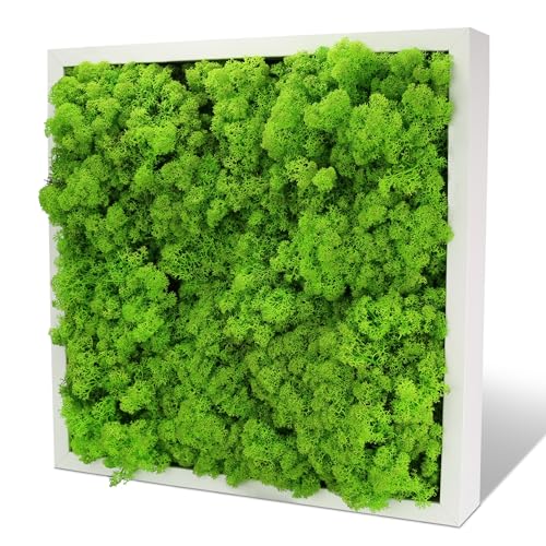 INMO Moosbild I Wandbild Mooswand mit echtem Moos (50x50) I Konserviertes Moosbild mit Holzrahmen 51cm x 51cm grün, Natur Wanddeko für´s Wohnzimmer, Büro, Praxis von INMO