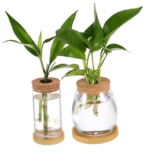 INOOMP 2 Stück Hydroponische Glas pflanzgefäße mit Korkdeckel und Tablett Kleine Transparente Pflanzenvasen für Innenbereich Vermehrungsstation für Sukkulenten und Luftpflanzen von INOOMP