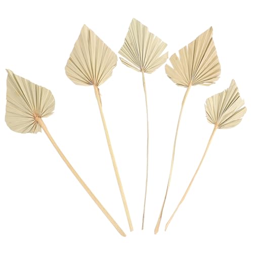 INOOMP 5 Stück Teiliges Getrocknete Palmenblätter Natürliche Hochzeit Party Dekoration Handgefertigte Palmblatt Deko für Fotografie Requisiten und Boho Wohnraumgestaltung von INOOMP