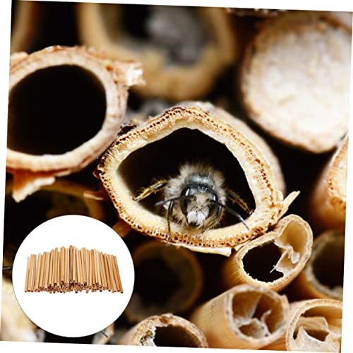 INOOMP 50 Stück Bienenrohre aus Natürlichem Schilfrohr Ø Langlebige Niströhren für Wildbienen und Bestäubung im Garten für Obstbäume und Blumen Praktisches Zubehör für Imker von INOOMP