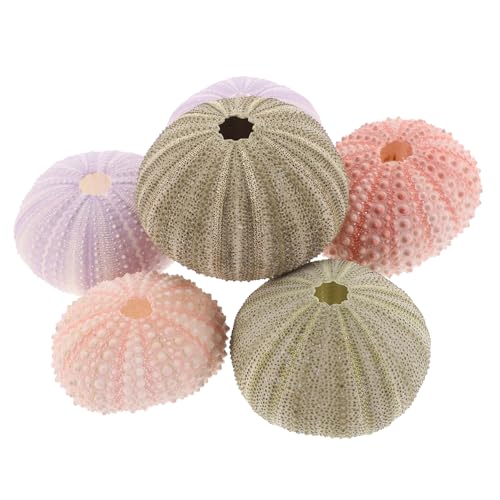 INOOMP 6 Stück Seeigelschalenschale Dekoration Bengel Luft real Pflanzen Uni Muschelpflanzer Muscheldekor Muscheln von Seeigeln Muschel-Übertopf natürliche Seeigel Hülse von INOOMP