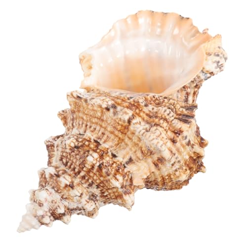 INOOMP Natürlicher Großer Meereskonch blumentopf Dekorativer DIY Muschel blumenkübel für Sukkulenten und Luftpflanzen Küsten Tischdeko Accessoire für Aquarium und Gartendekoration von INOOMP