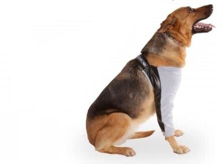 PETMED Schutz BurSITIS CODAL T5 von INSTR-FUN