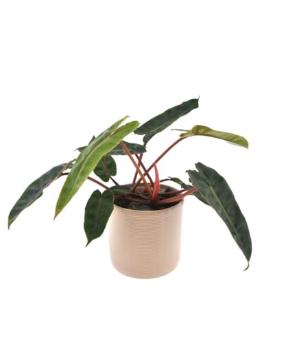INTENZ | Philodendron Billietiae | 30cm | mit Off-weißem Keramiktopf von INTENZ