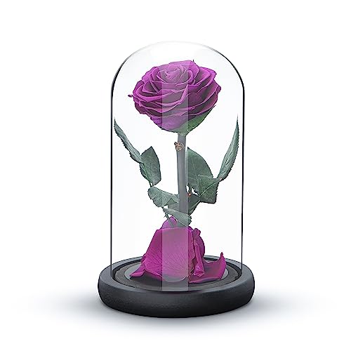 Ewige Rose für Immer, Frische Rose Geschenk, Konserviert für 5 Jahre, Handarbeit, Geschenke für Frauen Geburtstag einzigartig Ungewöhnliche | Muttertag, Jahrestag, Weihnachten Valentinstag (Lila) von INTIGNIS