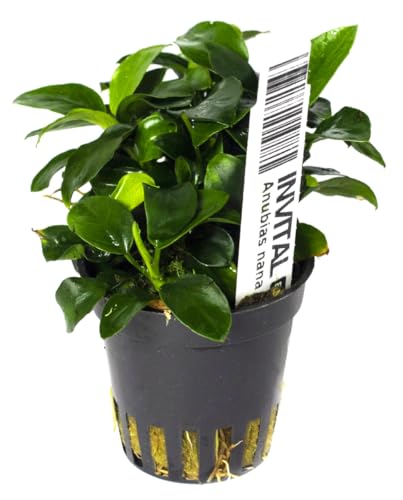INVITAL Anubias nana 'mini' Ø 5,5 cm von INVITAL