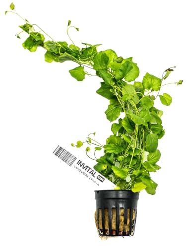 INVITAL Cardamine lyrata Ø 5,5 cm INVITAL Cardamine lyrata Ø 5,5 cm von INVITAL