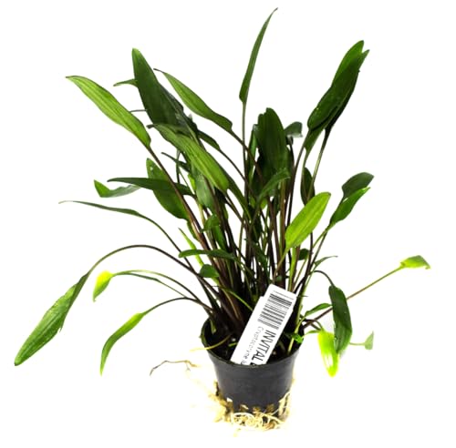 INVITAL Cryptocoryne lucens Ø 5,5 cm INVITAL Cryptocoryne lucens Ø 5,5 cm von INVITAL