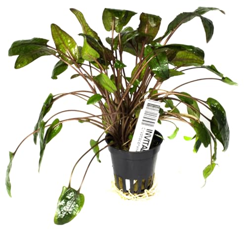 INVITAL Cryptocoryne tropica Ø 5,5 cm von INVITAL