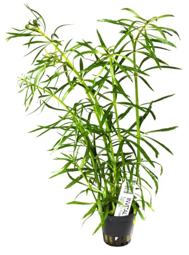 INVITAL Eustralis Pogostemon stellata Ø 5,5 cm von INVITAL