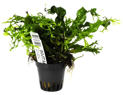 INVITAL Microsorium pteropus Windelov Ø 5,5 cm INVITAL Microsorium pteropus Windelov Ø 5,5 cm von INVITAL