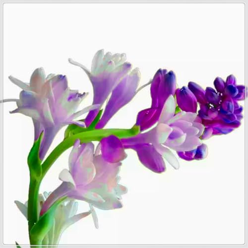 Die kältebeständige, mehrjährige Tuberose hat einen leichten Duft, leuchtende Farben und einen hohen Zierwert.-10 stück-C Die kältebeständige, mehrjährige Tuberose hat einen leichten Duft, leuchtende Farben und einen hohen Zierwert.-10 stück-C von IOHFDVIO