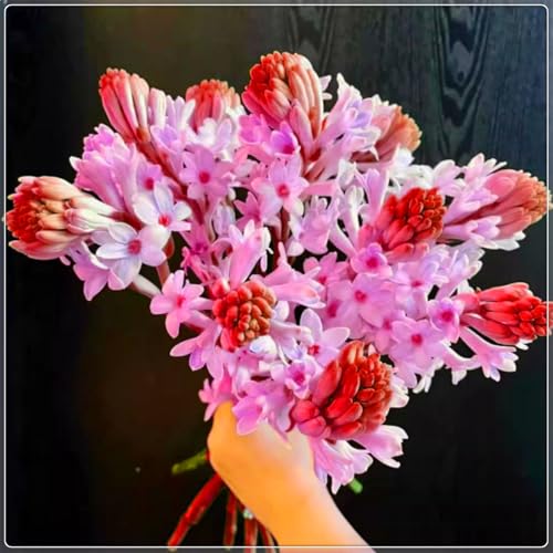 Die kältebeständige, mehrjährige Tuberose hat einen leichten Duft, leuchtende Farben und einen hohen Zierwert.-10 stück-J Die kältebeständige, mehrjährige Tuberose hat einen leichten Duft, leuchtende Farben und einen hohen Zierwert.-10 stück-J von IOHFDVIO