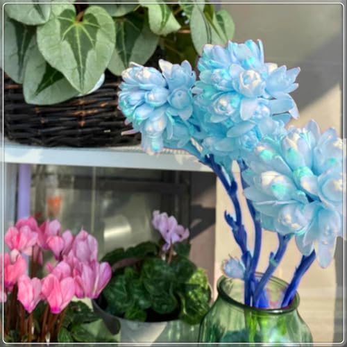 Die kältebeständige, mehrjährige Tuberose hat einen leichten Duft, leuchtende Farben und einen hohen Zierwert.-4 stück-B von IOHFDVIO