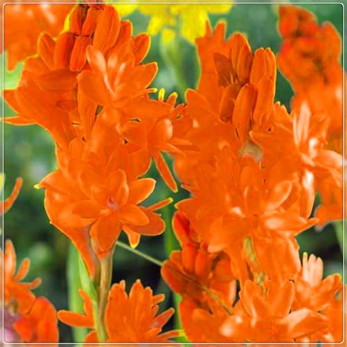 Die kältebeständige, mehrjährige Tuberose hat einen leichten Duft, leuchtende Farben und einen hohen Zierwert.-6 stück-D Die kältebeständige, mehrjährige Tuberose hat einen leichten Duft, leuchtende Farben und einen hohen Zierwert.-6 stück-D von IOHFDVIO