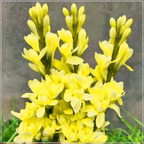 Die kältebeständige, mehrjährige Tuberose hat einen leichten Duft, leuchtende Farben und einen hohen Zierwert.-6 stück-F Die kältebeständige, mehrjährige Tuberose hat einen leichten Duft, leuchtende Farben und einen hohen Zierwert.-6 stück-F von IOHFDVIO