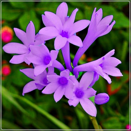 Die kältebeständige, mehrjährige Tuberose hat einen leichten Duft, leuchtende Farben und einen hohen Zierwert.-6 stück-G von IOHFDVIO