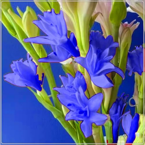 Die kältebeständige, mehrjährige Tuberose hat einen leichten Duft, leuchtende Farben und einen hohen Zierwert.-8 stück-H Die kältebeständige, mehrjährige Tuberose hat einen leichten Duft, leuchtende Farben und einen hohen Zierwert.-8 stück-H von IOHFDVIO