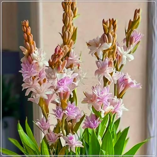 Die kältebeständige, mehrjährige Tuberose hat einen leichten Duft, leuchtende Farben und einen hohen Zierwert.-8 stück-I Die kältebeständige, mehrjährige Tuberose hat einen leichten Duft, leuchtende Farben und einen hohen Zierwert.-8 stück-I von IOHFDVIO