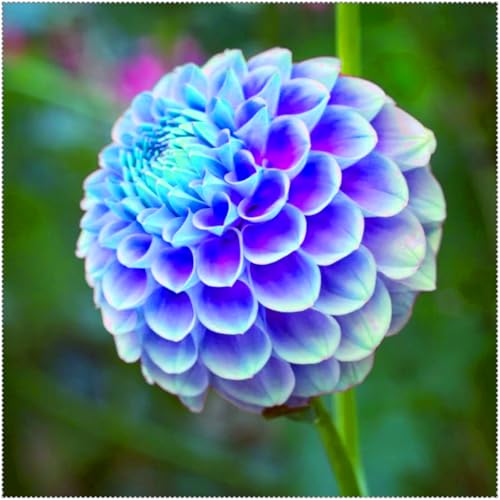 Eine winterharte, mehrjährige Dahlie mit langer Blütezeit und leuchtend bunten Blüten, die sich für die Innen- und Außenbetrachtung eignet.-10 stück-D von IOHFDVIO