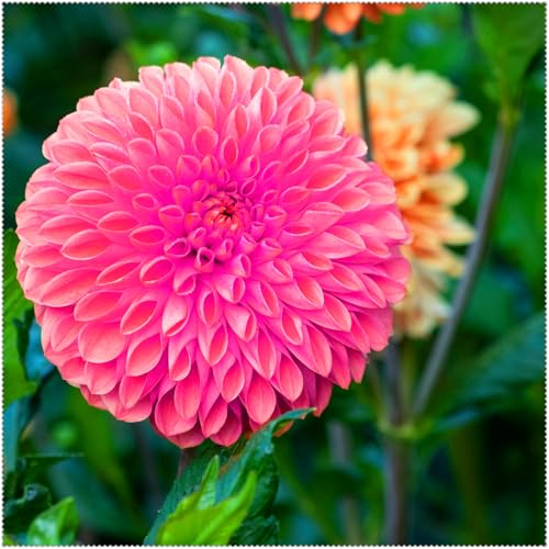 Eine winterharte, mehrjährige Dahlie mit langer Blütezeit und leuchtend bunten Blüten, die sich für die Innen- und Außenbetrachtung eignet.-6 stück-J Eine winterharte, mehrjährige Dahlie mit langer Blütezeit und leuchtend bunten Blüten, die sich für die Innen- und Außenbetrachtung eignet.-6 stück-J von IOHFDVIO