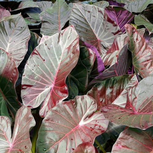 Hochwertiges, winterhartes Elefantenohr, mehrjährig – einfach zu züchten – geeignet für Gärten und Schnittblumen – wunderschöne Blüten-8 stück-A Hochwertiges, winterhartes Elefantenohr, mehrjährig – einfach zu züchten – geeignet für Gärten und Schnittblumen – wunderschöne Blüten-8 stück-A von IOHFDVIO