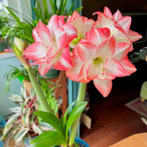 Mehrjährige, kälteresistente Amaryllis, schön und hochwertig, hervorragende Gartenzierpflanze, kann eingetopft werden-2 stück-A Mehrjährige, kälteresistente Amaryllis, schön und hochwertig, hervorragende Gartenzierpflanze, kann eingetopft werden-2 stück-A von IOHFDVIO