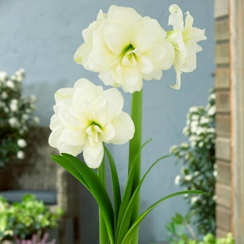 Mehrjährige, kälteresistente Amaryllis, schön und hochwertig, hervorragende Gartenzierpflanze, kann eingetopft werden-2 stück-B Mehrjährige, kälteresistente Amaryllis, schön und hochwertig, hervorragende Gartenzierpflanze, kann eingetopft werden-2 stück-B von IOHFDVIO
