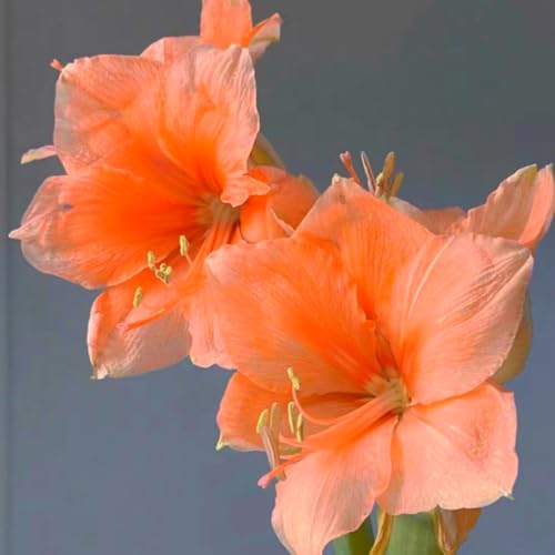 Mehrjährige, kälteresistente Amaryllis, schön und hochwertig, hervorragende Gartenzierpflanze, kann eingetopft werden-2 stück-C Mehrjährige, kälteresistente Amaryllis, schön und hochwertig, hervorragende Gartenzierpflanze, kann eingetopft werden-2 stück-C von IOHFDVIO