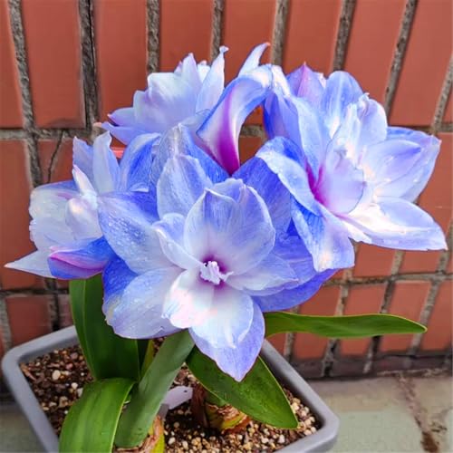 Mehrjährige, kälteresistente Amaryllis, schön und hochwertig, hervorragende Gartenzierpflanze, kann eingetopft werden-2 stück-F Mehrjährige, kälteresistente Amaryllis, schön und hochwertig, hervorragende Gartenzierpflanze, kann eingetopft werden-2 stück-F von IOHFDVIO