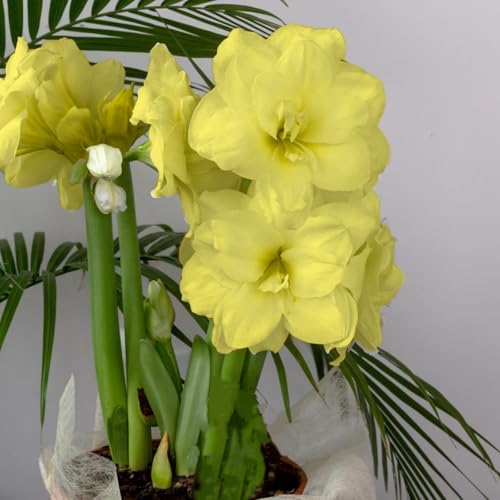 Mehrjährige, kälteresistente Amaryllis, schön und hochwertig, hervorragende Gartenzierpflanze, kann eingetopft werden-2 stück-G Mehrjährige, kälteresistente Amaryllis, schön und hochwertig, hervorragende Gartenzierpflanze, kann eingetopft werden-2 stück-G von IOHFDVIO