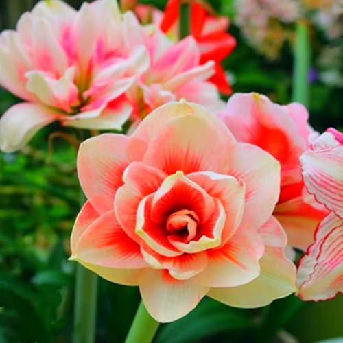 Mehrjährige, kälteresistente Amaryllis, schön und hochwertig, hervorragende Gartenzierpflanze, kann eingetopft werden-3 stück-E Mehrjährige, kälteresistente Amaryllis, schön und hochwertig, hervorragende Gartenzierpflanze, kann eingetopft werden-3 stück-E von IOHFDVIO
