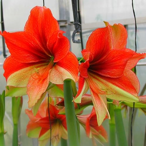Mehrjährige, kälteresistente Amaryllis, schön und hochwertig, hervorragende Gartenzierpflanze, kann eingetopft werden-3 stück-H Mehrjährige, kälteresistente Amaryllis, schön und hochwertig, hervorragende Gartenzierpflanze, kann eingetopft werden-3 stück-H von IOHFDVIO