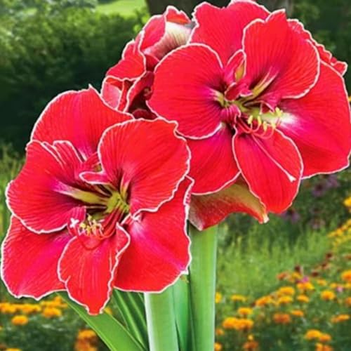Mehrjährige, kälteresistente Amaryllis, schön und hochwertig, hervorragende Gartenzierpflanze, kann eingetopft werden-4 stück-I von IOHFDVIO