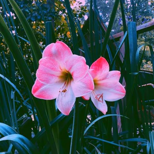 Mehrjährige, kälteresistente Amaryllis, schön und hochwertig, hervorragende Gartenzierpflanze, kann eingetopft werden-5 stück-D Mehrjährige, kälteresistente Amaryllis, schön und hochwertig, hervorragende Gartenzierpflanze, kann eingetopft werden-5 stück-D von IOHFDVIO