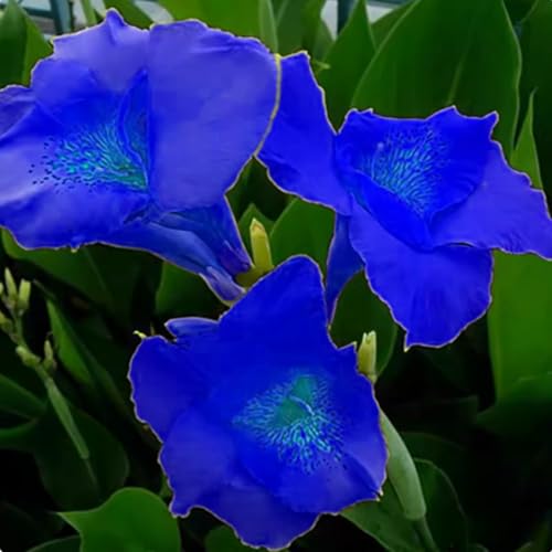 Riesen-Canna, eine winterharte Staude mit bunten Blättern, eignet sich perfekt zur Dekoration von Schattengärten.-1 stück-D von IOHFDVIO