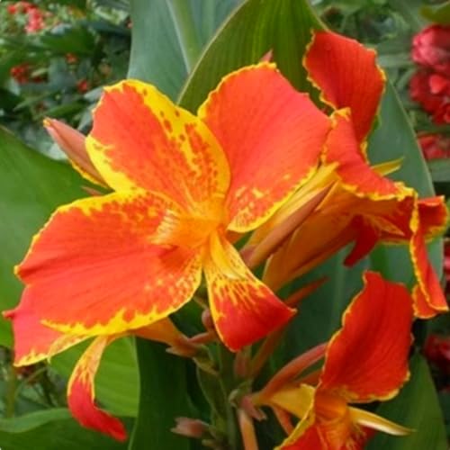 Riesen-Canna, eine winterharte Staude mit bunten Blättern, eignet sich perfekt zur Dekoration von Schattengärten.-1 stück-I von IOHFDVIO
