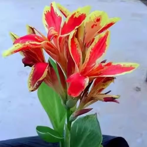 Riesen-Canna, eine winterharte Staude mit bunten Blättern, eignet sich perfekt zur Dekoration von Schattengärten.-2 stück-B von IOHFDVIO