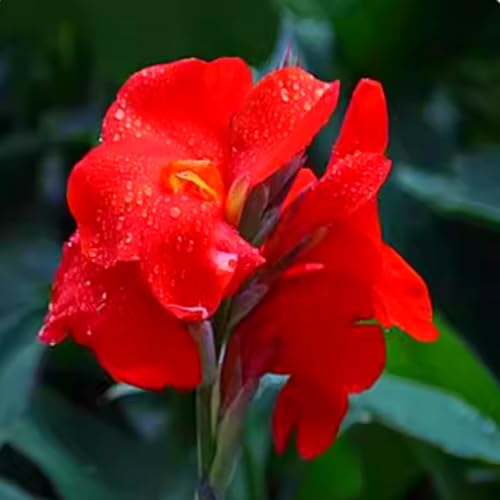 Riesen-Canna, eine winterharte Staude mit bunten Blättern, eignet sich perfekt zur Dekoration von Schattengärten.-2 stück-E von IOHFDVIO