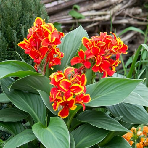 Riesen-Canna, eine winterharte Staude mit bunten Blättern, eignet sich perfekt zur Dekoration von Schattengärten.-2 stück-G von IOHFDVIO