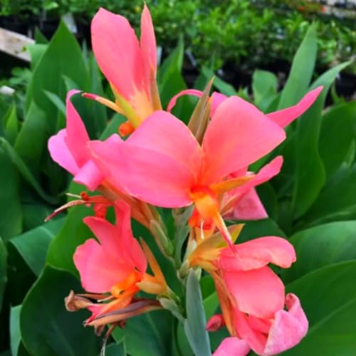 Riesen-Canna, eine winterharte Staude mit bunten Blättern, eignet sich perfekt zur Dekoration von Schattengärten.-2 stück-H von IOHFDVIO