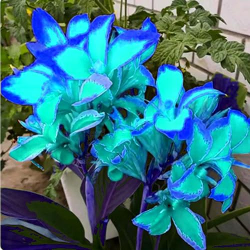 Riesen-Canna, eine winterharte Staude mit bunten Blättern, eignet sich perfekt zur Dekoration von Schattengärten.-3 stück-C von IOHFDVIO