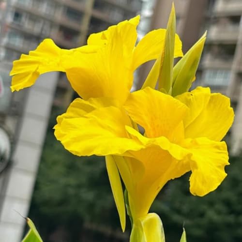 Riesen-Canna, eine winterharte Staude mit bunten Blättern, eignet sich perfekt zur Dekoration von Schattengärten.-3 stück-F von IOHFDVIO